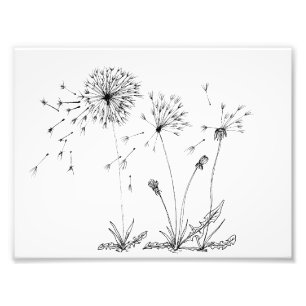 Dandelions Fototryck