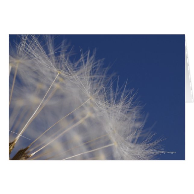 Dandelions Hälsningskort (Framsidan Horizontal)