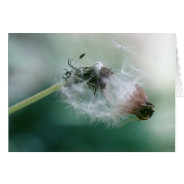 Dandelions Hälsningskort (Framsidan Horizontal)