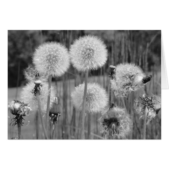Dandelions in Black and White Hälsningskort (Framsidan Horizontal)