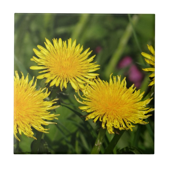 Dandelions Kakelplatta (Framsidan)