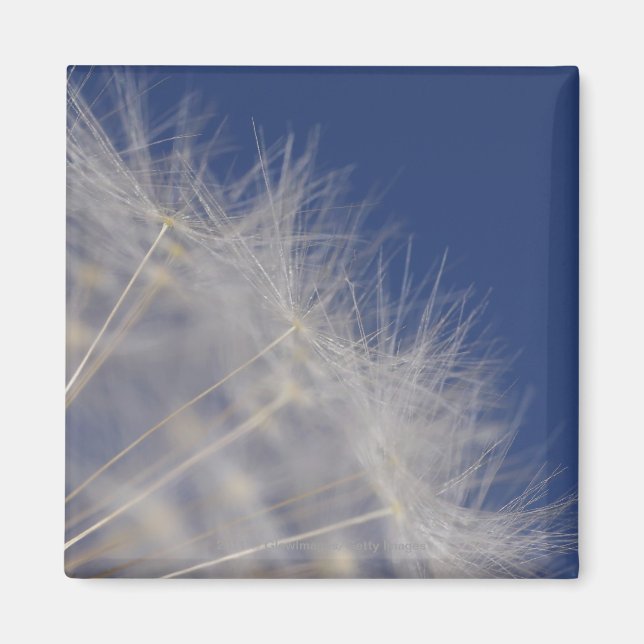 Dandelions Magnet (Framsidan)