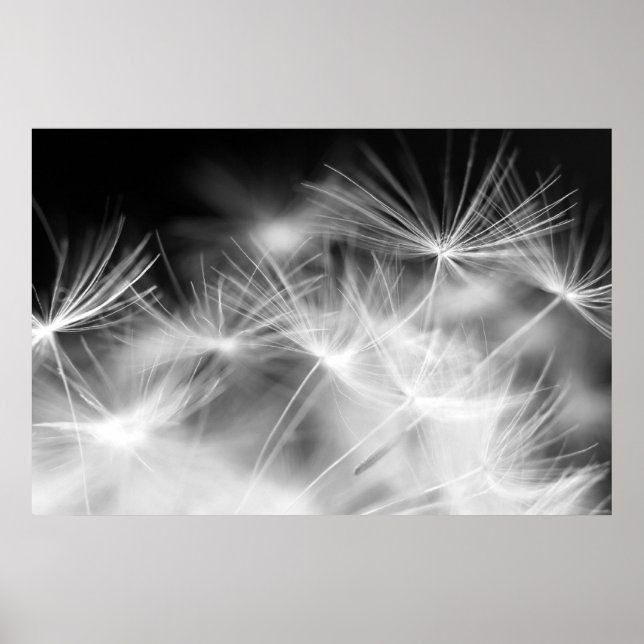 Dandelions makroskönhet poster (Framsidan)