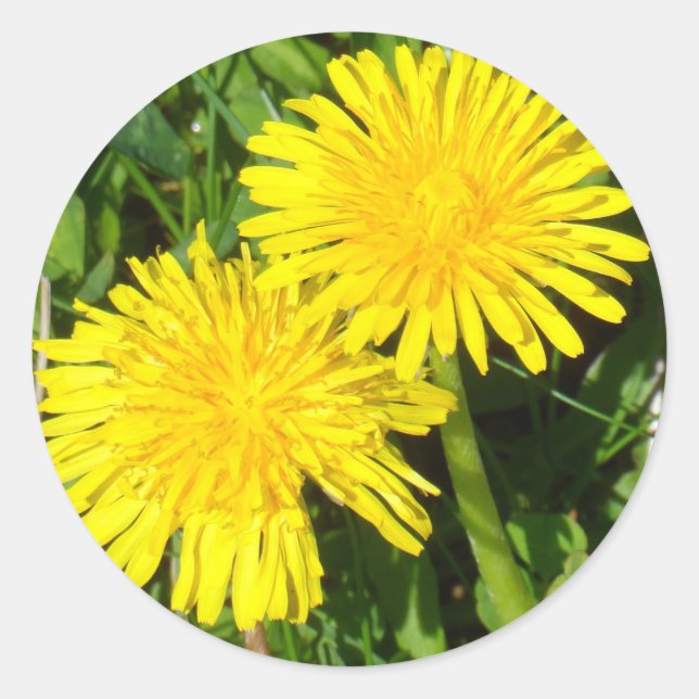 Dandelions Runt Klistermärke (Framsida)