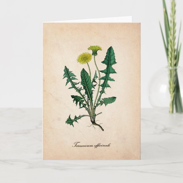 Dandelions vetenskapliga hälsningskort kort (Framsida)