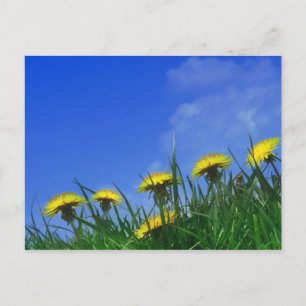 Dandelions Vykort