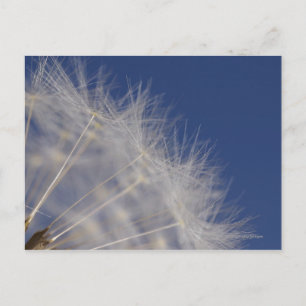 Dandelions Vykort
