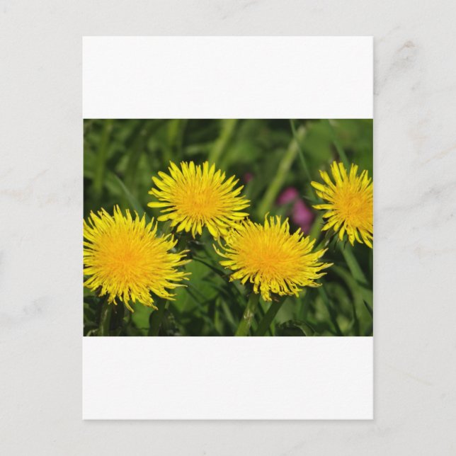 Dandelions Vykort (Framsida)