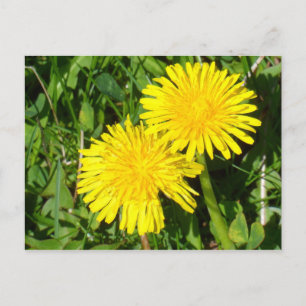 Dandelions Vykort