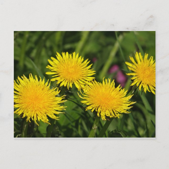 Dandelions Vykort (Framsida)