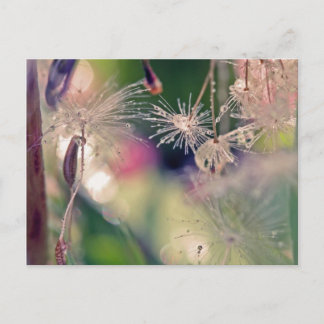 Dandeljungsanctury Vykort