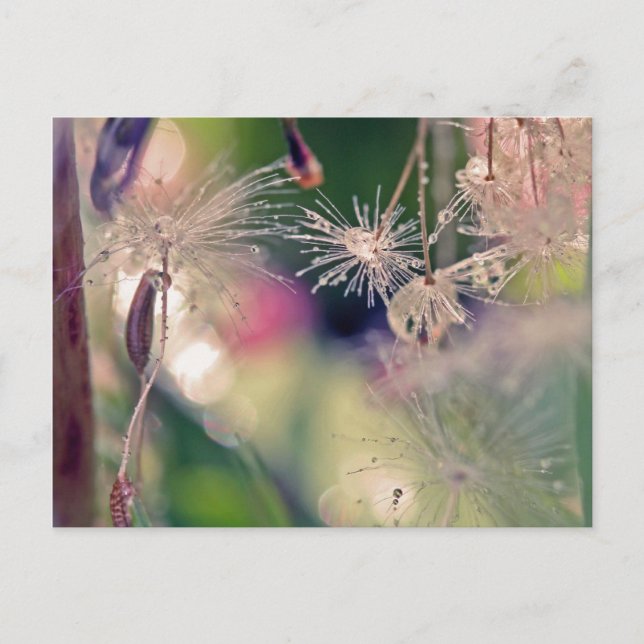 Dandeljungsanctury Vykort (Framsida)