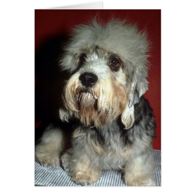 Dandie Dinmont Hälsningskort (Framsidan)