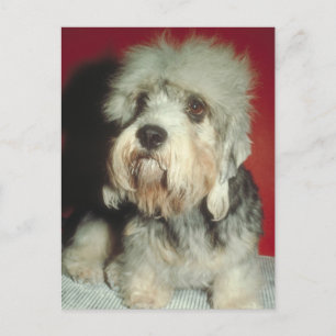 Dandie Dinmont Terrier Vykort