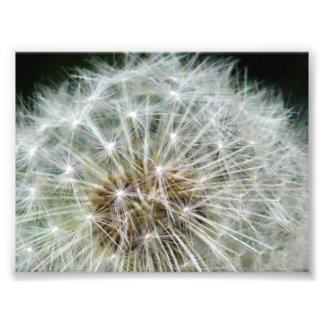 dandilion fototryck