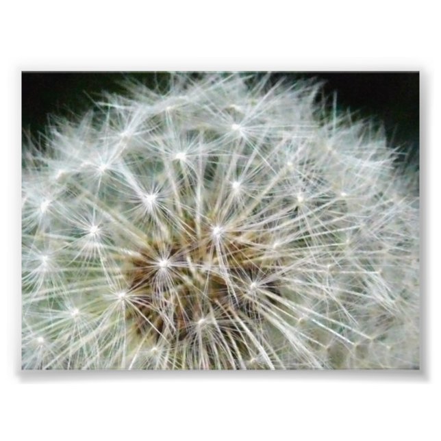 dandilion fototryck (Framsidan)