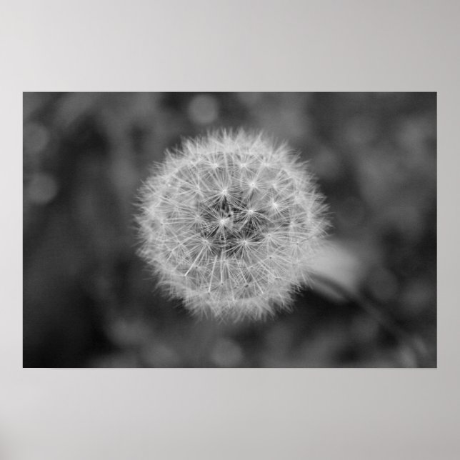 Dandilion Poster (Framsidan)