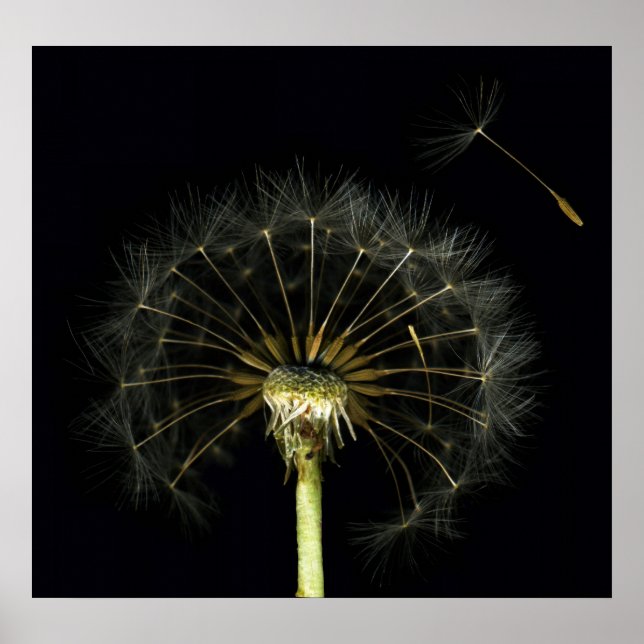 Dandilion Puff Fine Art Skriv ut Poster (Framsidan)