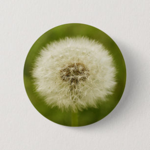 Dandy Lejon Knapp