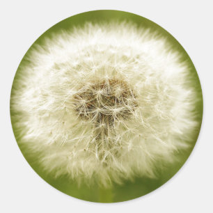 Dandy Lejon Runt Klistermärke