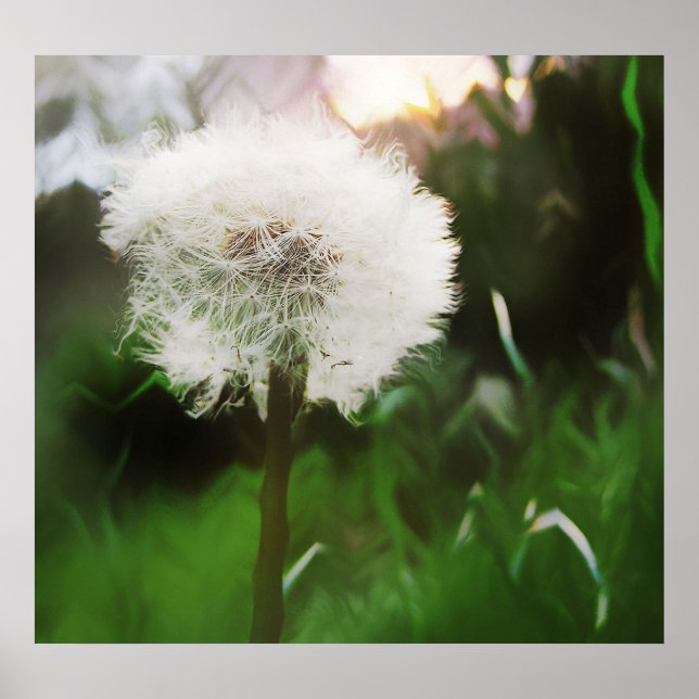 dandyDreams Poster (Framsidan)