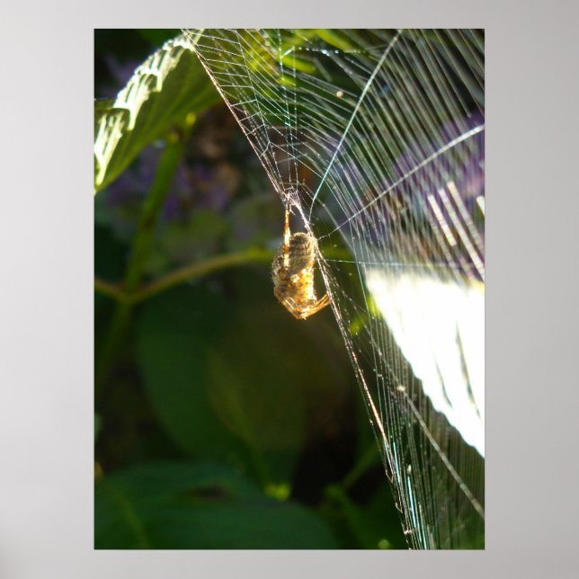 Dangeling Spider Poster (Framsidan)