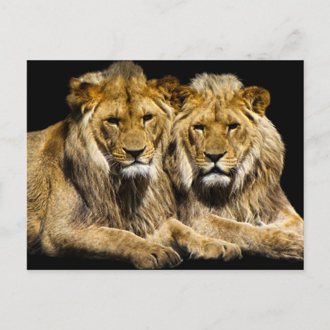 Dangerous Predator Lejon Vykort (Framsida)