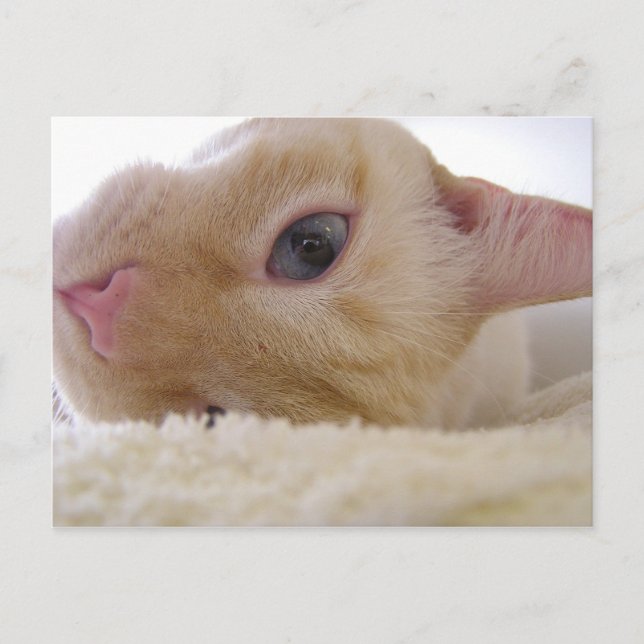 Daniel Vykort (Framsida)