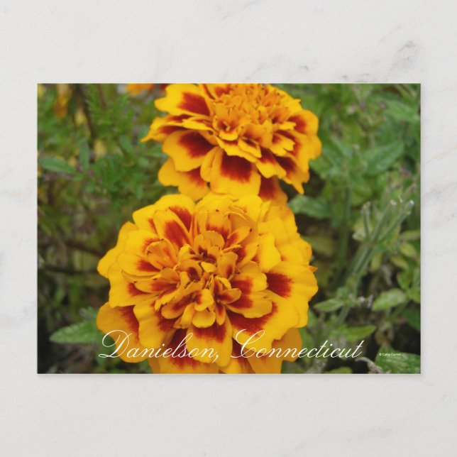 Danielson, Ct Vykort (Framsida)