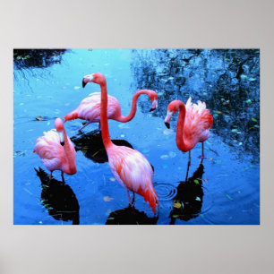 Dansa för Flamingos Poster