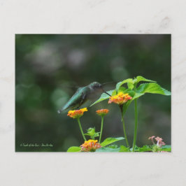 Dansande kolibri vykort