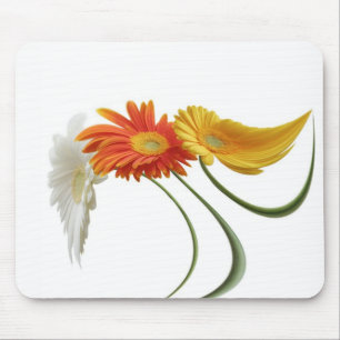 Dansdaisy Musmatta
