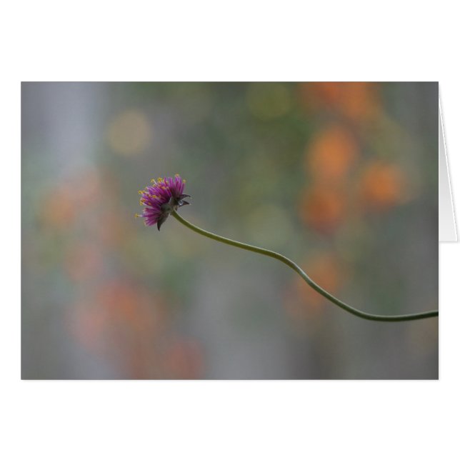 dansen OBS kort (Framsidan Horizontal)