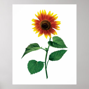 Dansing Solros Poster