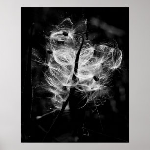 Dansmilkweed Poster