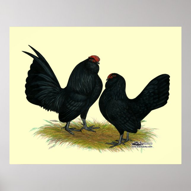 D'Anvers Black Bantams Poster (Framsidan)