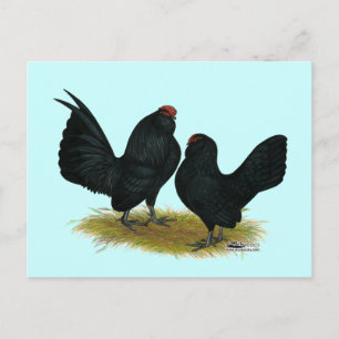 D'Anvers Black Bantams Vykort