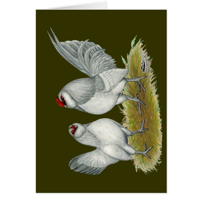 D'Anvers Self Blue Bantams OBS Kort (Framsidan)