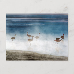 Danza de Flamencos, Salar de Uyuni, Bolivia. Vykort