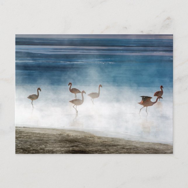 Danza de Flamencos, Salar de Uyuni, Bolivia. Vykort (Framsida)