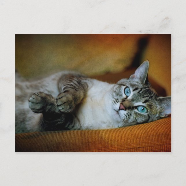 Daphne Vykort (Framsida)