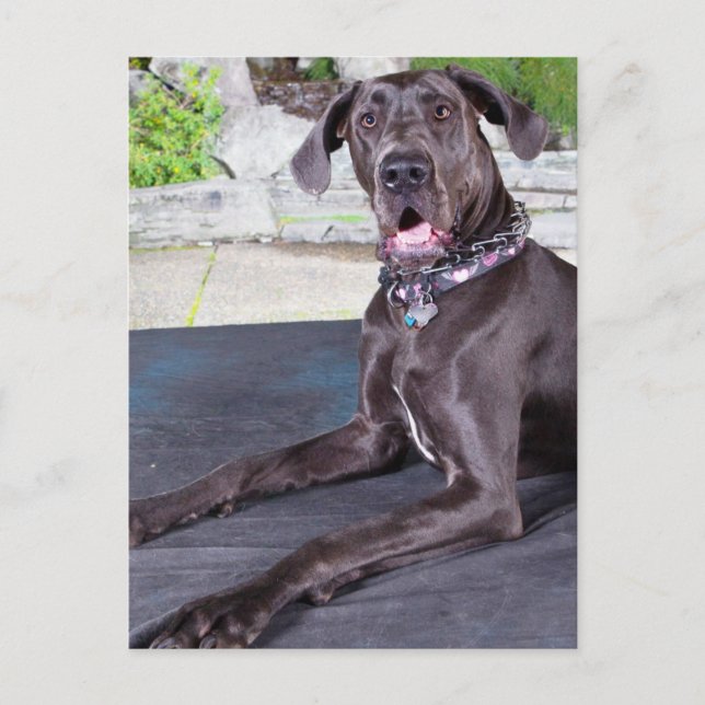 Daphne Vykort (Framsida)