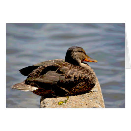 Dapper Anka Hälsningskort
