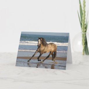 Dapple Grått Andalucian Stallion Beach Kort