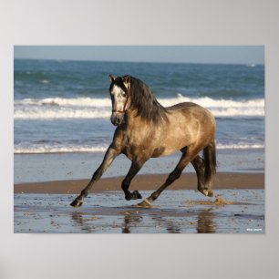 Dapple Grått Andalucian Stallion Beach Poster