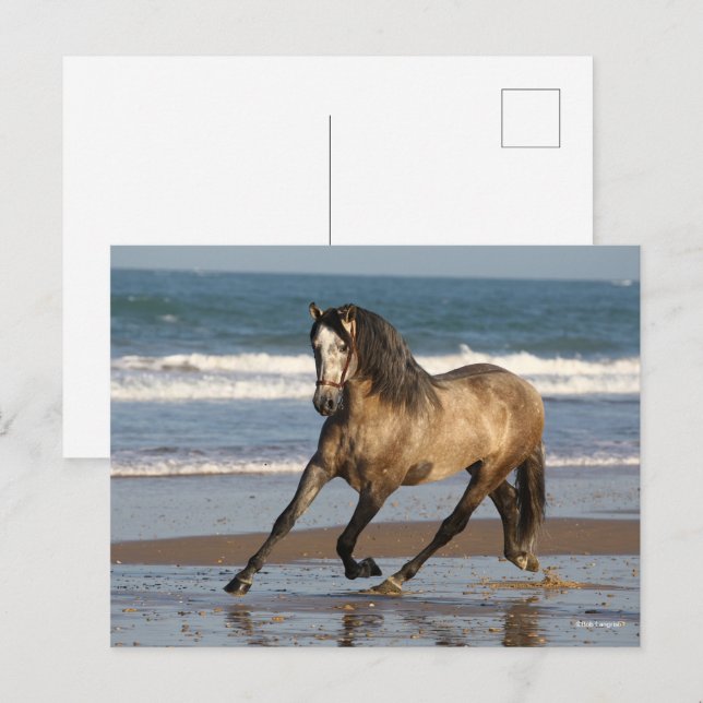 Dapple Grått Andalucian Stallion Beach Vykort (Fram/baksida)