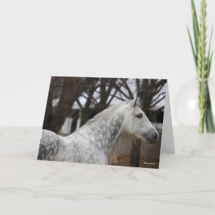 Dapple Grått Andalucian Stallion Headshot Kort