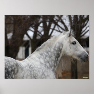 Dapple Grått Andalucian Stallion Headshot Poster