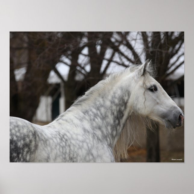 Dapple Grått Andalucian Stallion Headshot Poster (Framsidan)