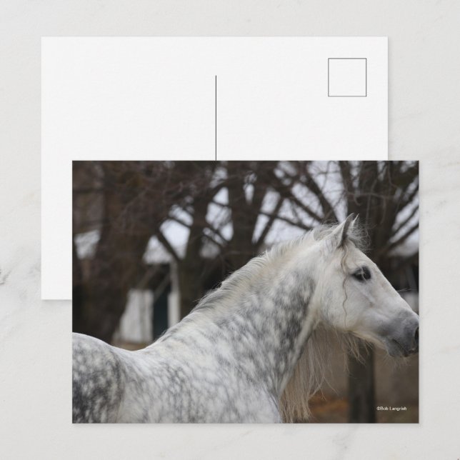 Dapple Grått Andalucian Stallion Headshot Vykort (Fram/baksida)